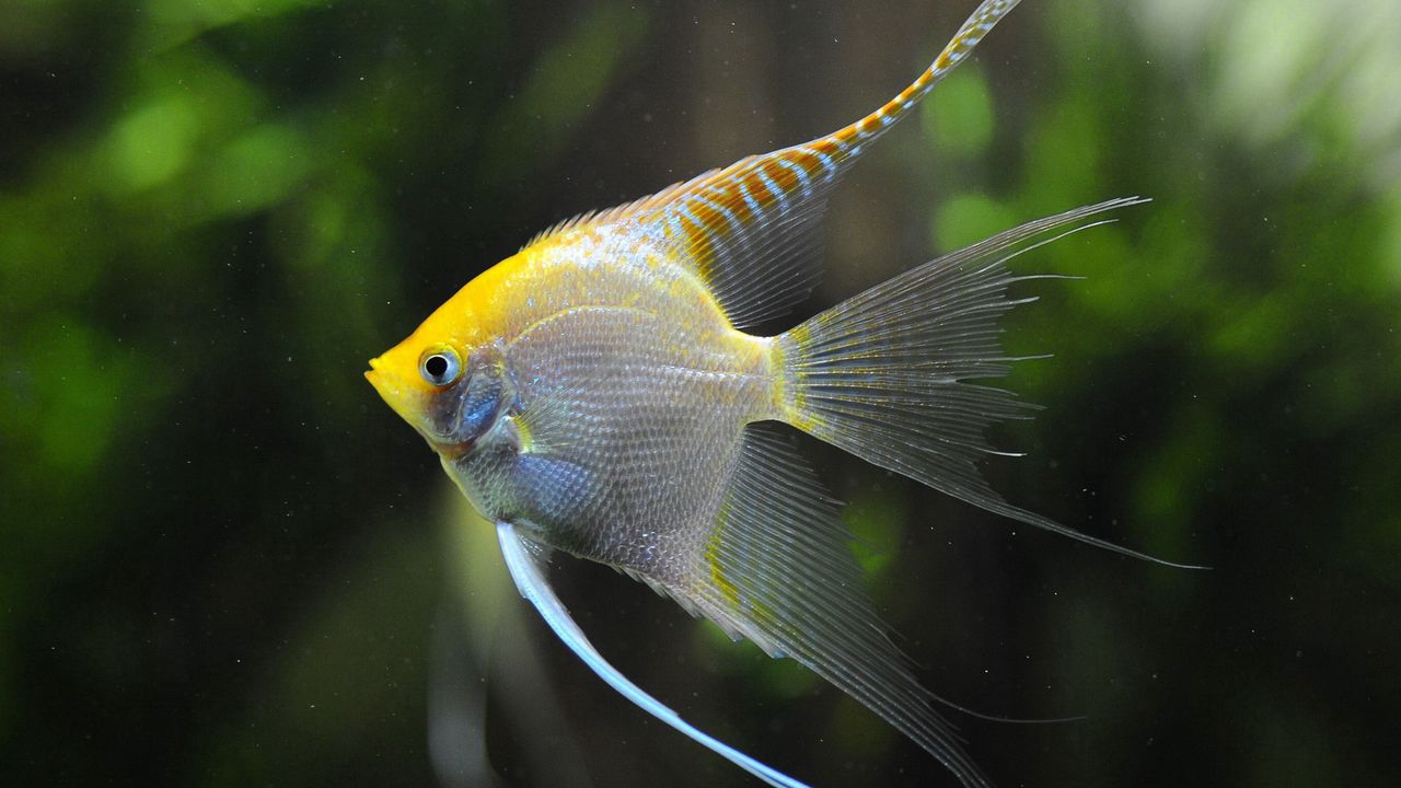 Wallpaper fish, swim, underwater, beautiful