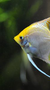 Preview wallpaper fish, swim, underwater, beautiful