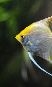 Preview wallpaper fish, swim, underwater, beautiful