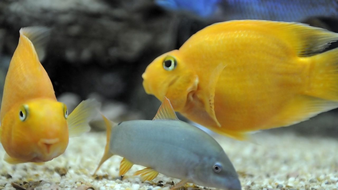 Wallpaper fish, swim, underwater, yellow