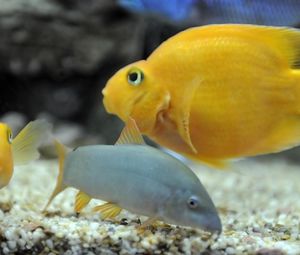 Preview wallpaper fish, swim, underwater, yellow