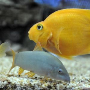 Preview wallpaper fish, swim, underwater, yellow