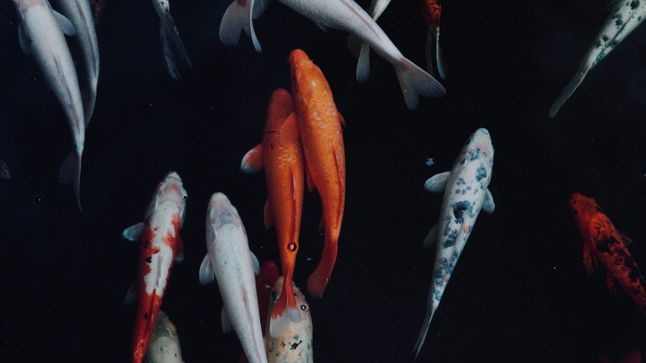 Wallpaper fish, swimming, underwater world, colorful