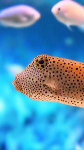 Preview wallpaper fish, underwater, color, exotic