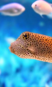 Preview wallpaper fish, underwater, color, exotic