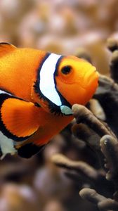 Preview wallpaper fish, underwater, color, swim, sea, ocean