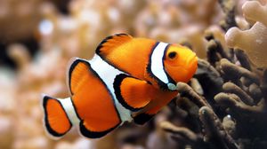 Fish full hd, hdtv, fhd, 1080p wallpapers hd, desktop backgrounds 1920x1080  downloads, images and pictures
