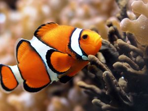 Preview wallpaper fish, underwater, color, swim, sea, ocean