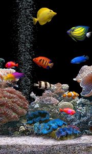 Preview wallpaper fish, underwater, colorful, coral