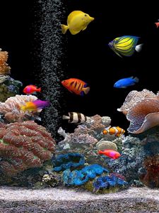Fish old mobile, cell phone, smartphone wallpapers hd, desktop backgrounds  240x320 downloads, images and pictures