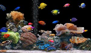 Preview wallpaper fish, underwater, colorful, coral
