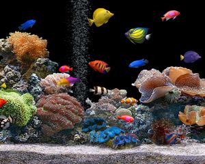 Preview wallpaper fish, underwater, colorful, coral