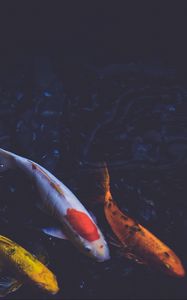 Preview wallpaper fish, underwater, swim