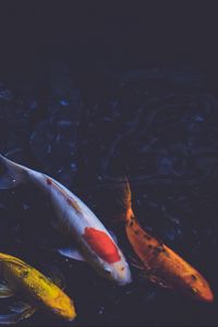 Preview wallpaper fish, underwater, swim