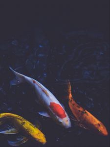 Fish old mobile, cell phone, smartphone wallpapers hd, desktop