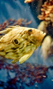 Preview wallpaper fish, underwater, swimming