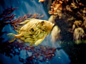 Preview wallpaper fish, underwater, swimming