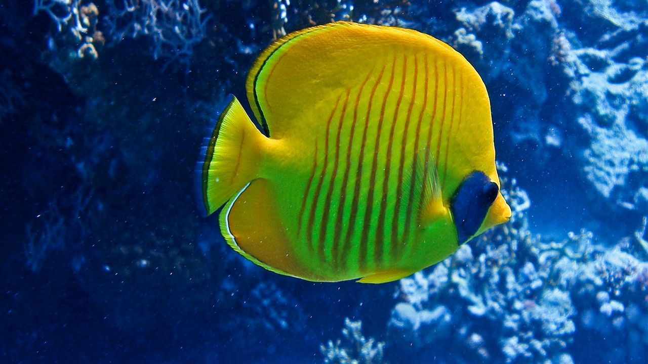 Wallpaper fish, underwater, swimming, striped