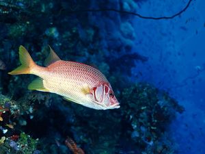 Preview wallpaper fish, underwater, swimming, water