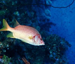 Preview wallpaper fish, underwater, swimming, water