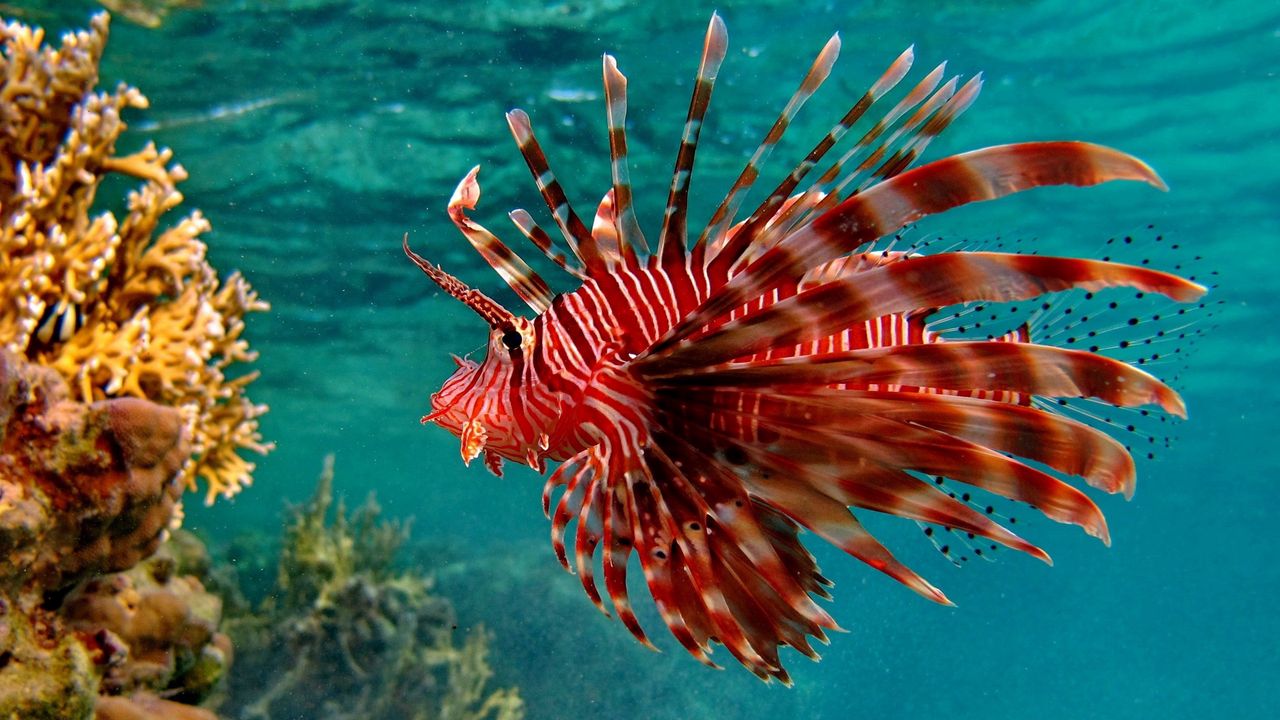 Wallpaper fish, underwater, swimming, unusual