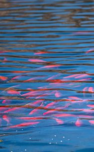 Preview wallpaper fish, underwater, water, waves