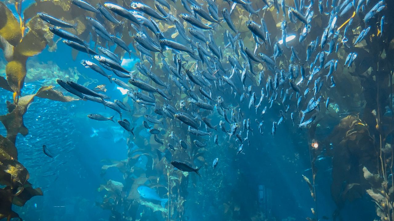 Wallpaper fish, underwater world, algae, blue