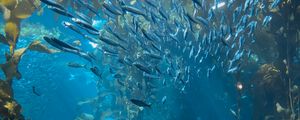 Preview wallpaper fish, underwater world, algae, blue