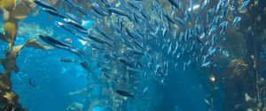 Preview wallpaper fish, underwater world, algae, blue