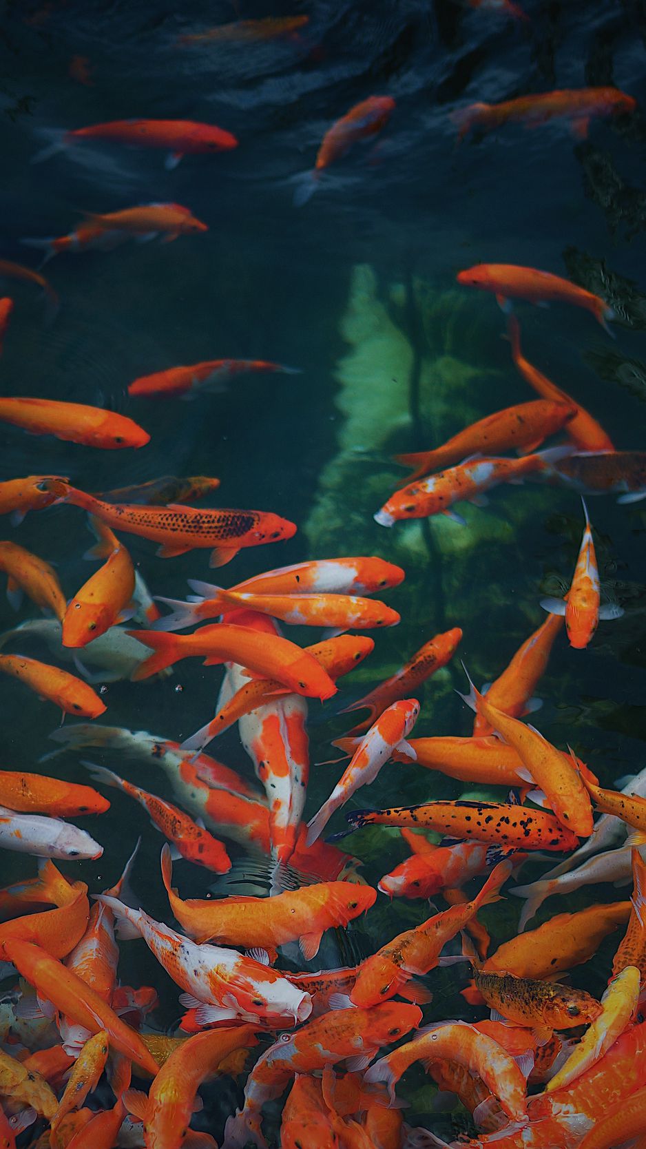 Golden Fish in the Aquarium Wallpaper  Fish Wallpaper for iPhone