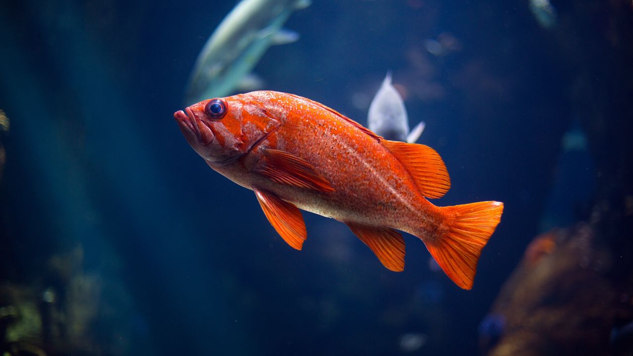 Wallpaper fish, underwater world, red
