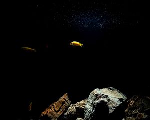 Preview wallpaper fish, underwater world, stones