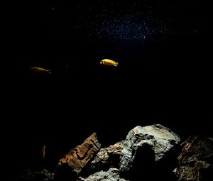 Preview wallpaper fish, underwater world, stones