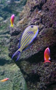 Preview wallpaper fish, underwater world, stones, relief