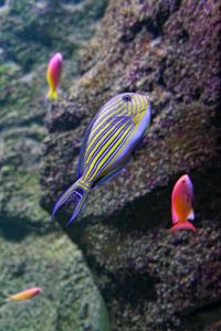 Preview wallpaper fish, underwater world, stones, relief