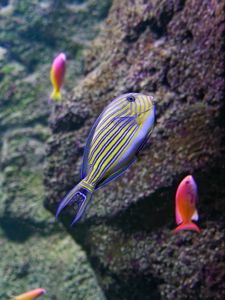 Preview wallpaper fish, underwater world, stones, relief