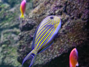 Preview wallpaper fish, underwater world, stones, relief