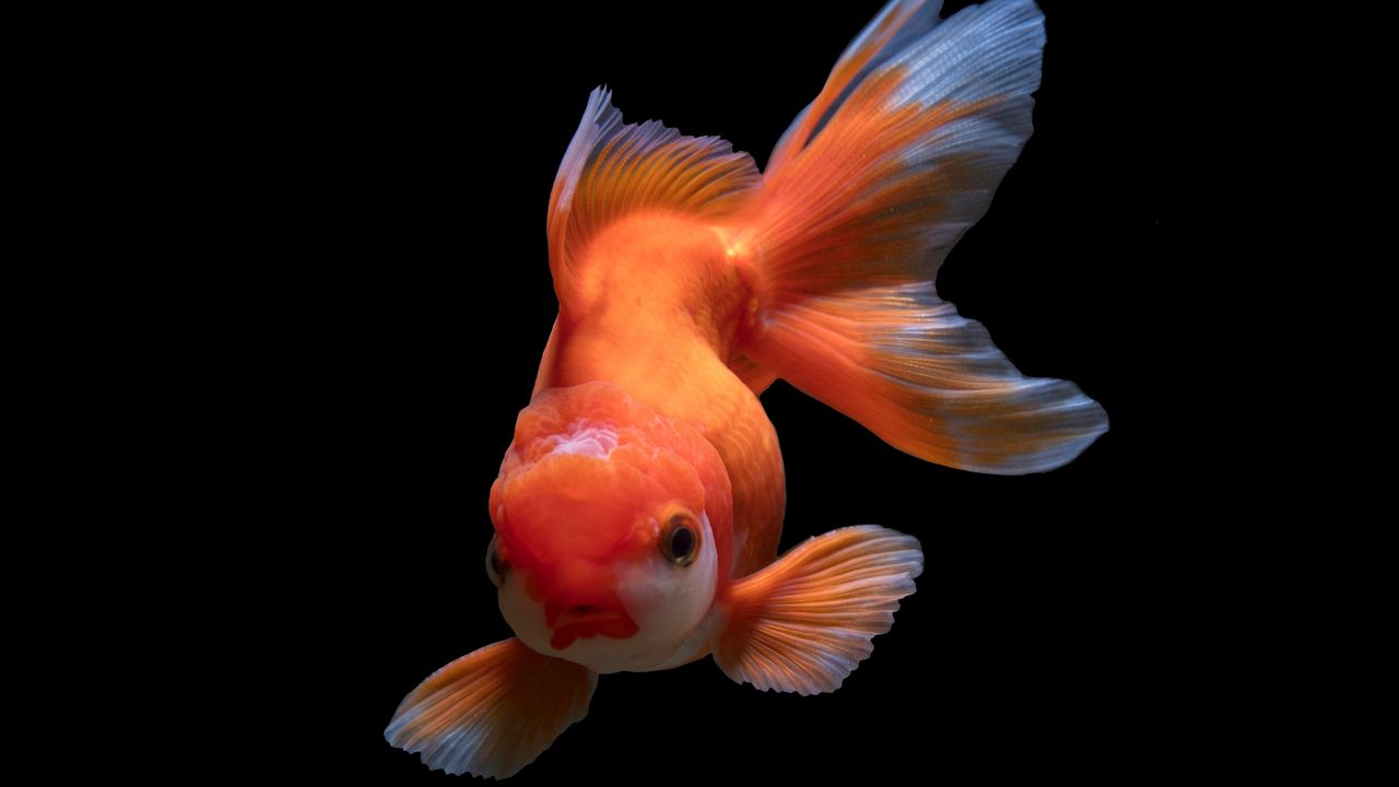 Wallpaper fish, underwater world, swim, orange