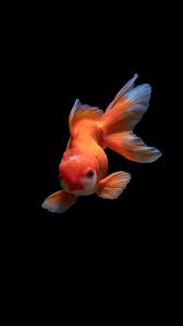 Preview wallpaper fish, underwater world, swim, orange