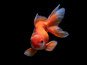 Preview wallpaper fish, underwater world, swim, orange