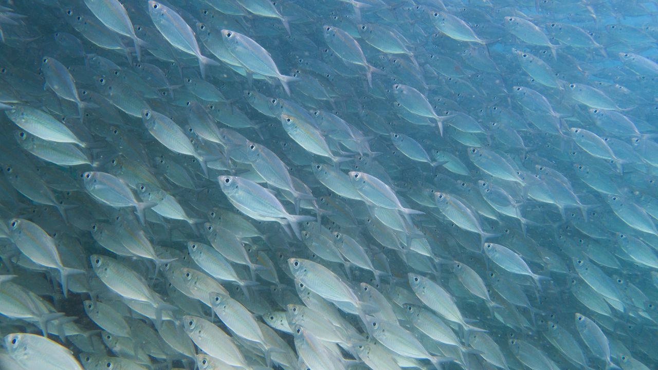 Wallpaper fish, underwater world, underwater, water