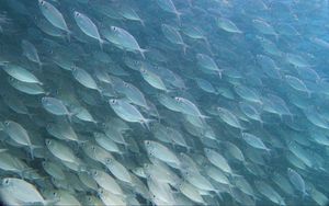 Preview wallpaper fish, underwater world, underwater, water