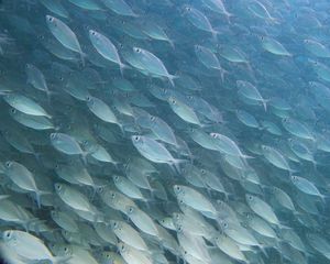 Preview wallpaper fish, underwater world, underwater, water