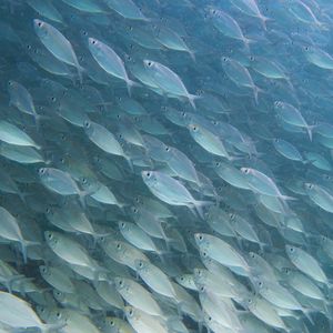 Preview wallpaper fish, underwater world, underwater, water