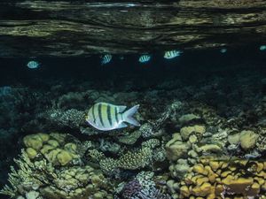 Preview wallpaper fish, water, corals, sea, underwater world