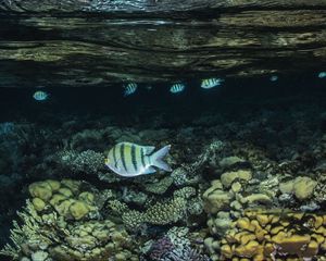 Preview wallpaper fish, water, corals, sea, underwater world