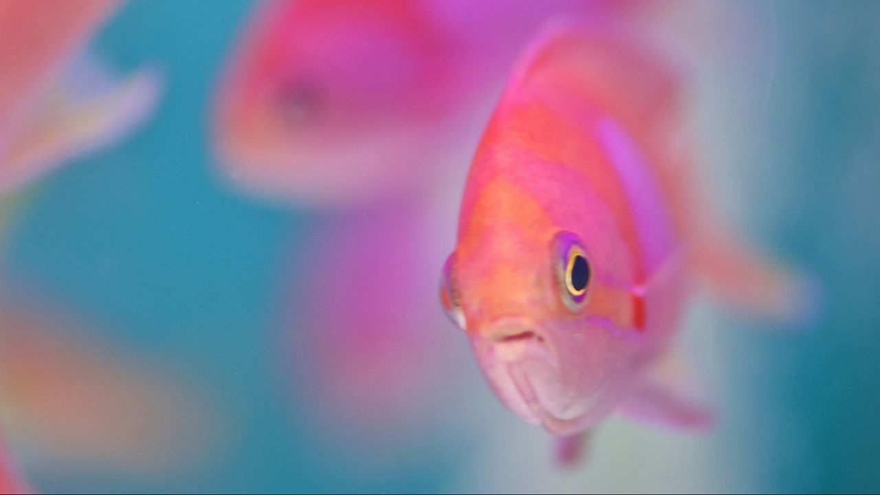 Wallpaper fish, water, floating