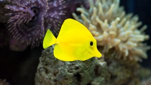 Preview wallpaper fish, yellow, underwater, seaweed