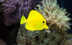 Preview wallpaper fish, yellow, underwater, seaweed