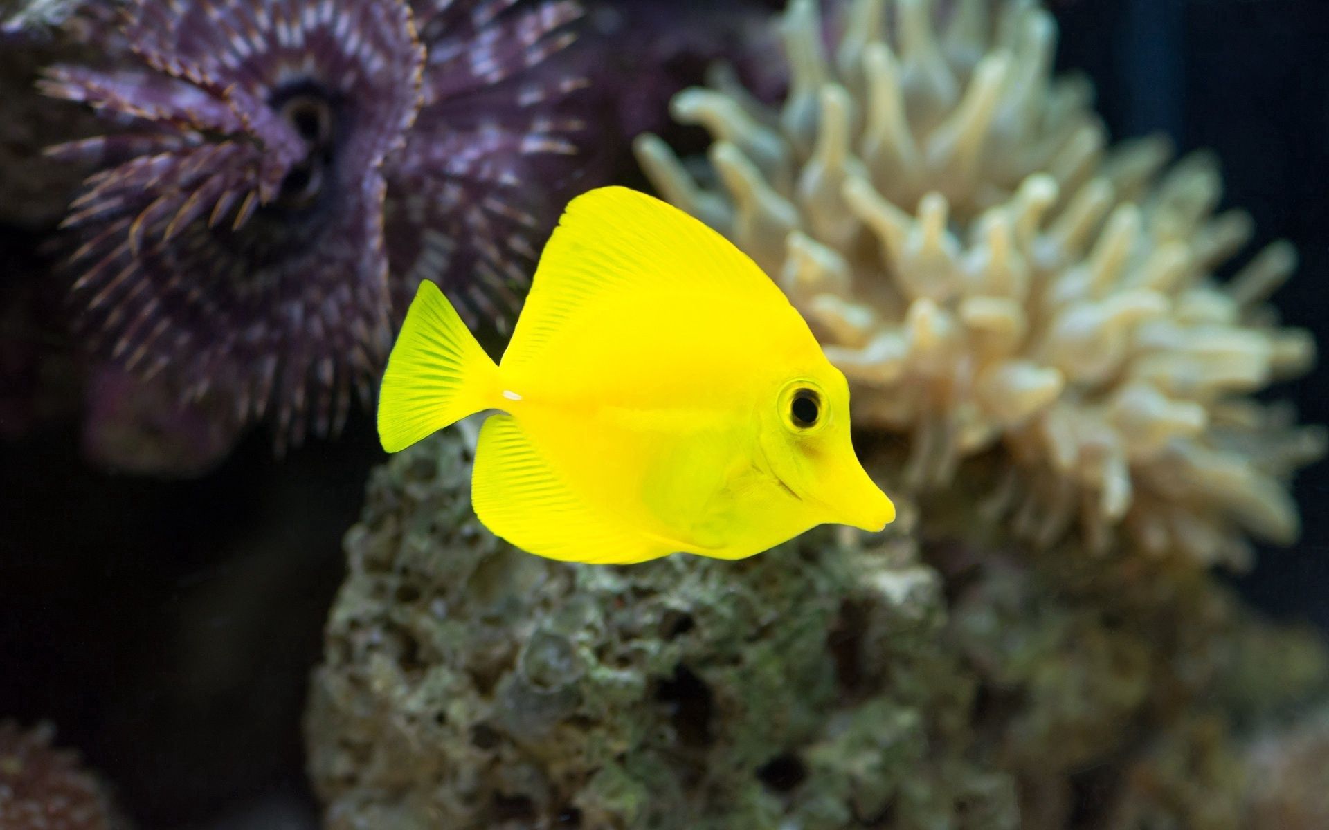 Download wallpaper 1920x1200 fish, yellow, underwater, seaweed hd